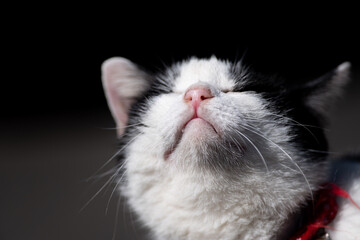 眩しそうな表情の猫　黒白猫