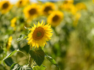 sunflower in the field shallow depth of focus