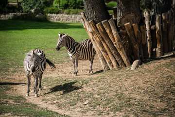 Three zebras at the zoo