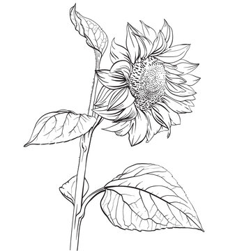 Sunflower. Hand drawn vector illustration
