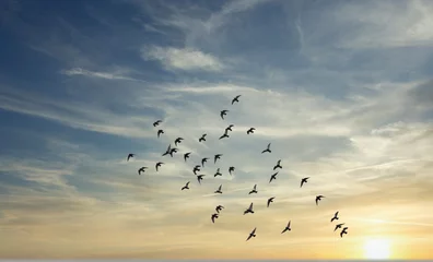 Deurstickers vogels vliegen over de avondrood © babaroga