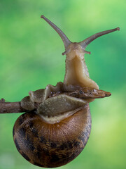 CARACOL EN UNA RAMA CON FONDO VERDE