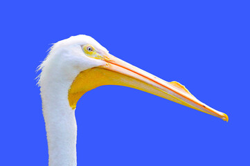 American White Pelican