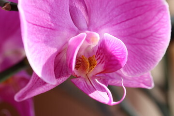 Naklejka na ściany i meble orchid in full beauty