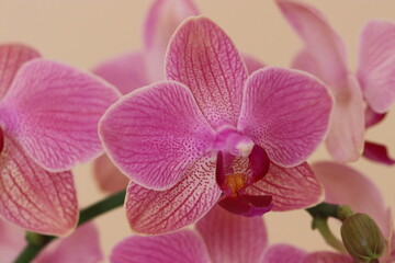 Fototapeta na wymiar orchid in full beauty