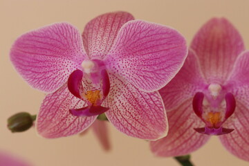 orchid in full beauty