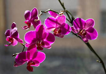 Fototapeta na wymiar Pink orchid blossoming at home