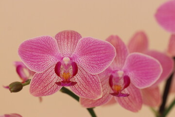 Fototapeta na wymiar orchid in full beauty