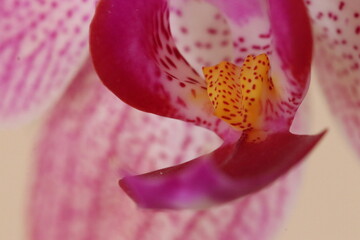 orchid in full beauty