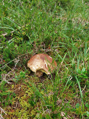 Steinpilz im Wald, Boletus Edulis mushroom