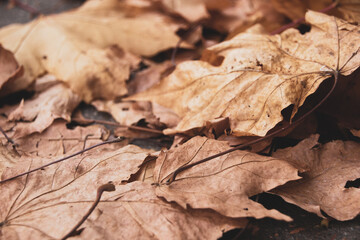 Beautiful autumn landscape. Colorful foliage in the park.