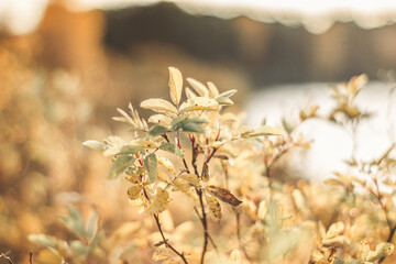 Season, nature and environment concept - autumn tree branch in forest