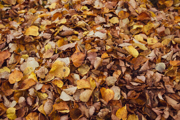 Beautiful autumn landscape. Colorful foliage in the park.