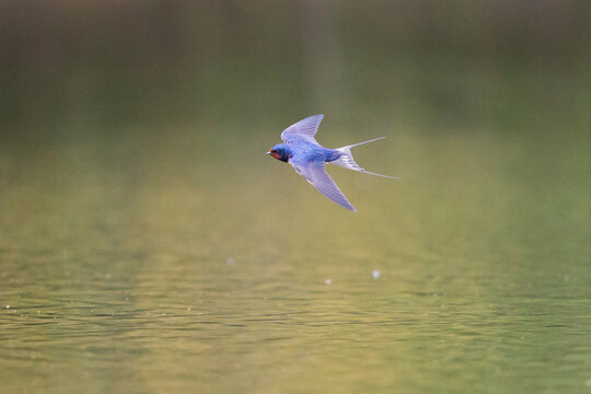 Barn Swallow (Hirundo rustica) flight shot over water, Hesse, Germany