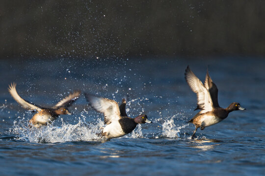 Tufted Duck (Aythya fuligula) flight shot, Baden-Wuerttemberg, Germany