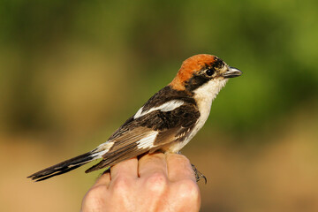 Fototapeta premium Woodchat Shrike (Lanius senator), Lleida, Spain