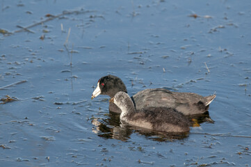 American Coot (Fulica americana) with chick in Malibu Lagoon, California, USA