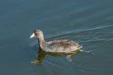 American Coot (Fulica americana) in Malibu Lagoon, California, USA