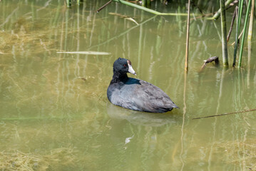 American Coot (Fulica americana) in Malibu Lagoon, California, USA