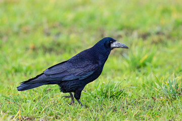 Rook (Corvus frugilegus), Hesse, Germany