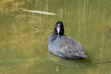 American Coot (Fulica americana) in Malibu Lagoon, California, USA