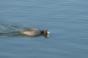 American Coot (Fulica americana) in Malibu Lagoon, California, USA