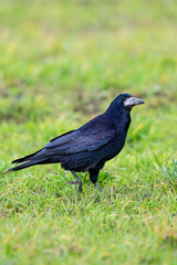 Rook (Corvus frugilegus), Hesse, Germany