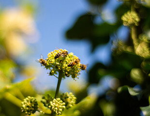 Honey bees collecting nectar on ivy flowers