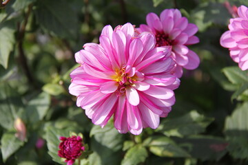 pink and white dahlia