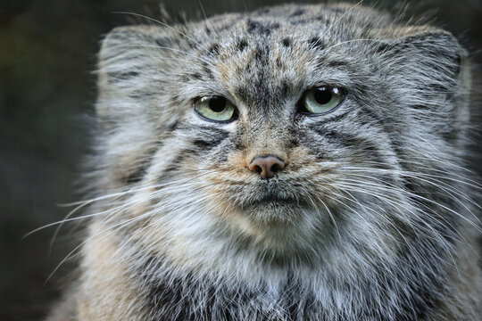Portrait manul, pallas cat or felis