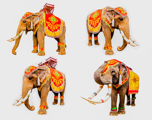 set of elephan raising  trunk ,elephant has beautiful and large isolated on white background. colorful painted elephant head ,Decorated elephants in Thailand.