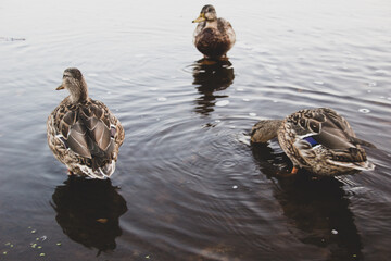 Wild ducks stand on the river bank and look for food in it.