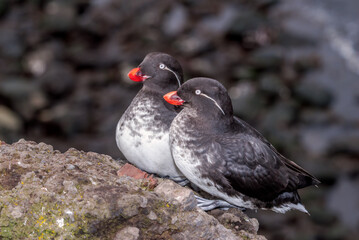 Parakeet Auklets (Aethia psittacula) at St. George Island, Pribilof Islands, Alaska, USA