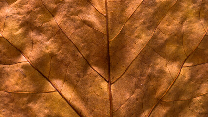 Green leaf texture, close-up. Abstract nature background.