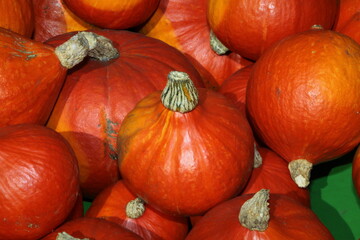close-up giant pumpkin hokkaido, lat.cucurbita maxima, vegan food, vegetarian food,