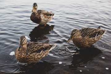 Wild ducks stand on the river bank and look for food in it.