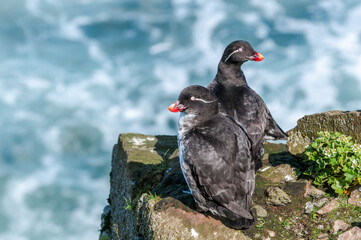 Parakeet Auklets (Aethia psittacula) at St. George Island, Pribilof Islands, Alaska, USA