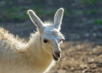 Llama is looking at camera