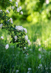 White roses on the bush, macro, rose garden