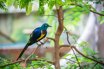 Beautiful shot of Golden-breasted starling