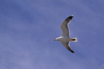 seagull flying in the blue sky
