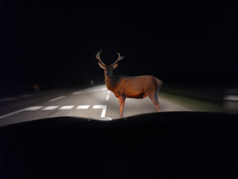 Vorsicht Wildwechsel bei der Autofahrt