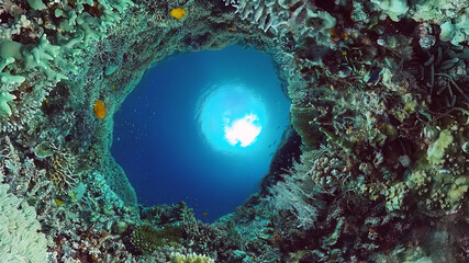 Coral reef underwater with fishes and marine life. Coral reef and tropical fish. Panglao, Bohol, Philippines. © Alex Traveler