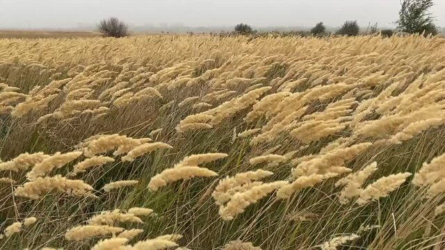 The reeds flutter in the strong wind. Steppe grasses in an autumn overcast field bend under a hurricane. bad weather. Storm wind in the Rostov region of Volgodonsk, Russia. Copy space