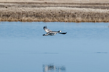 Barnacle Goose (Branta leucopsis) in Barents Sea coastal area, Russia