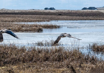 Barnacle Goose (Branta leucopsis) in Barents Sea coastal area, Russia