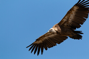 BUITRE LEONADO VOLANDO 