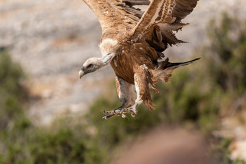 BUITRE LEONADO VOLANDO 