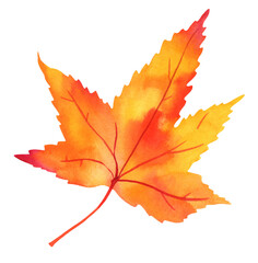 Autumn watercolour maple leaf, isolated on a white background, in yellow and orange