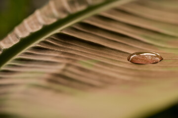 Gota de agua sobre hoja grande (macro)